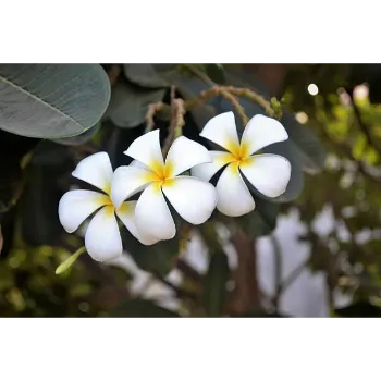 White Plumeria Plant
